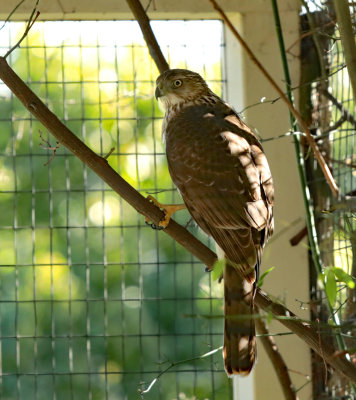 Hawk in patio
