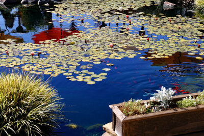 Kenwood Restaurant fish pond