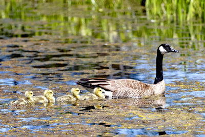 Mother Goose and 4 goslings