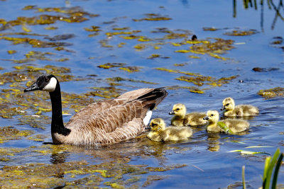 Mother goose and goslings