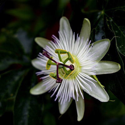 Backyard vine flower