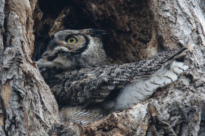 Great Horned Owl