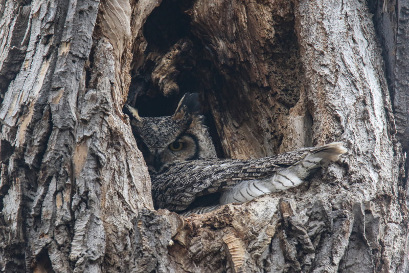 Great Horned Owl