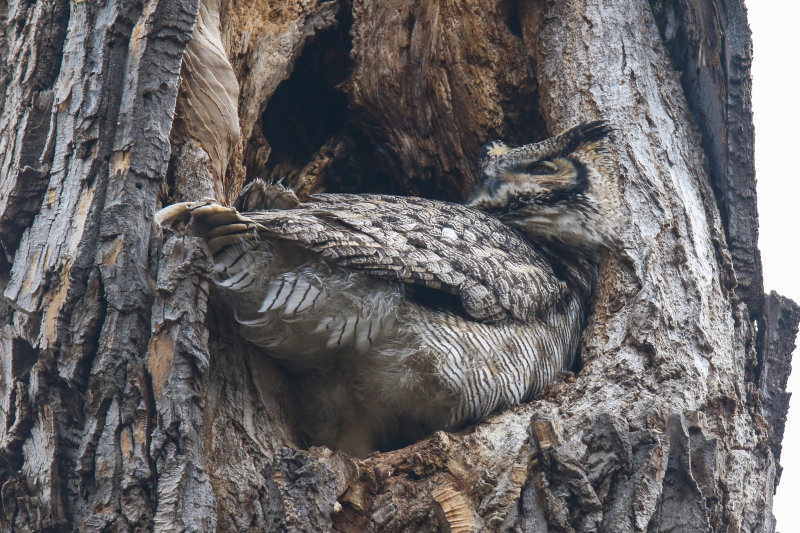 Great Horned Owl