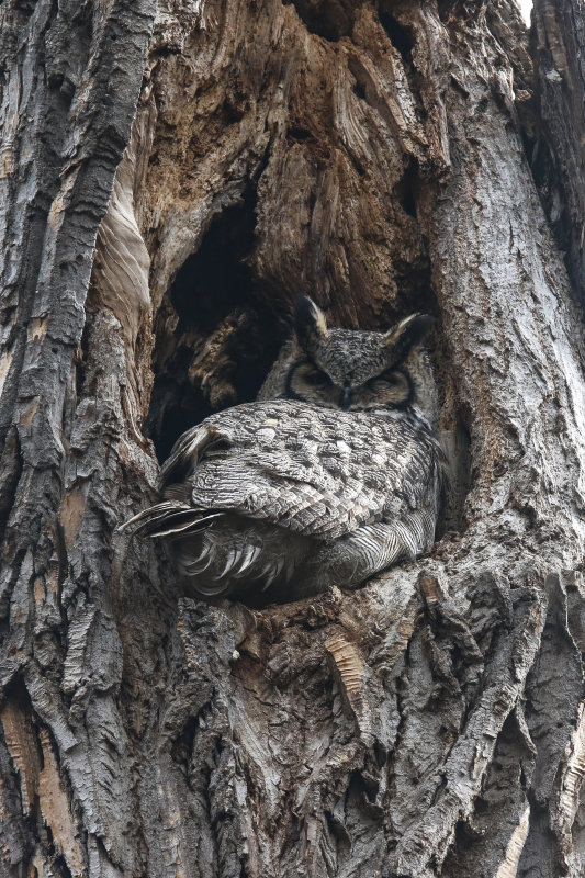 Great Horned Owl