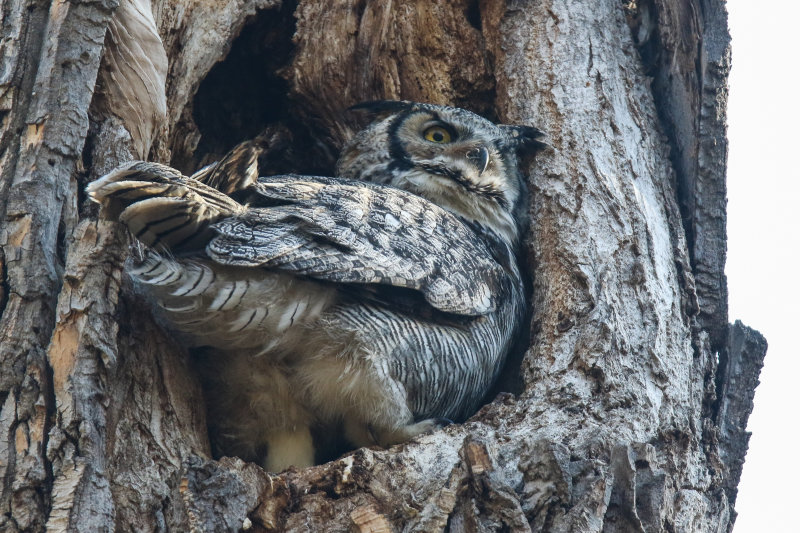 Great Horned Owl