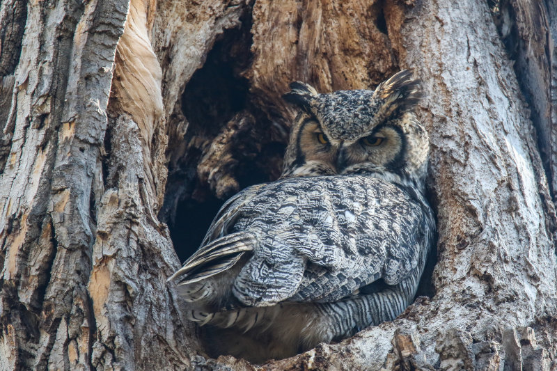 Great Horned Owl