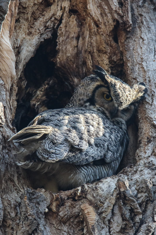 Great Horned Owl