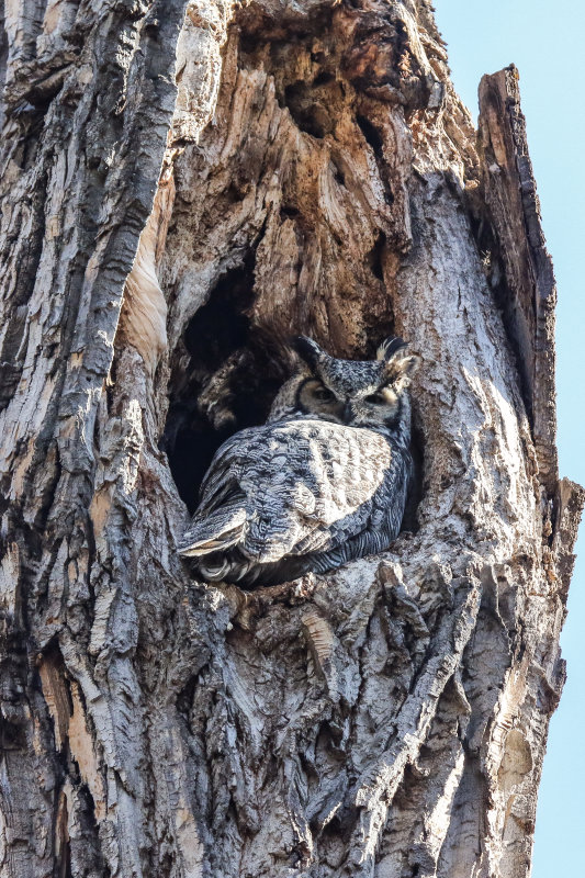 Great Horned Owl