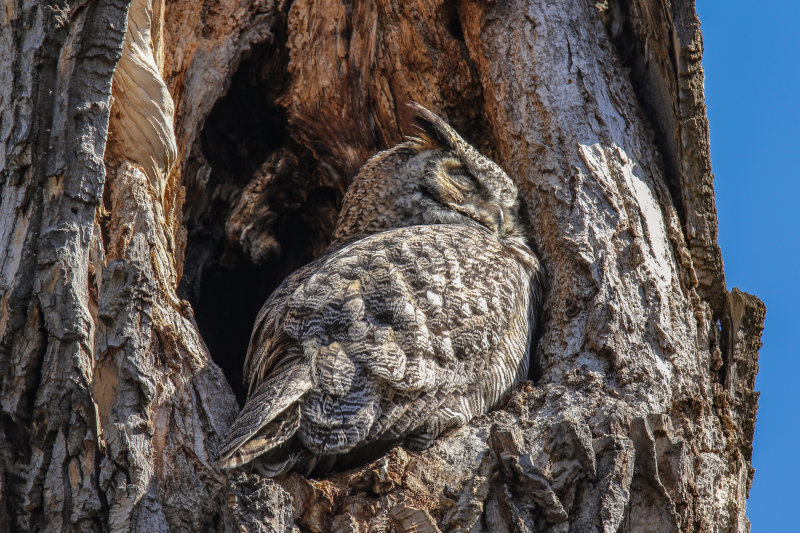 Great Horned Owl