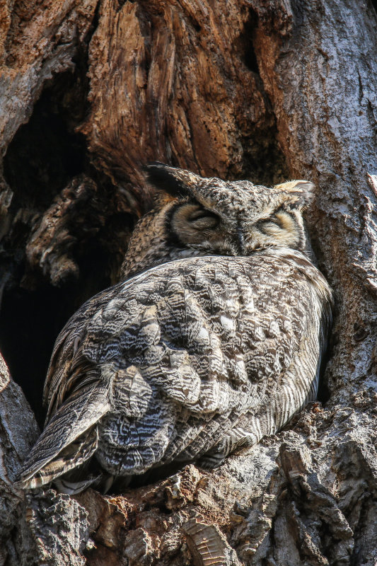 Great Horned Owl