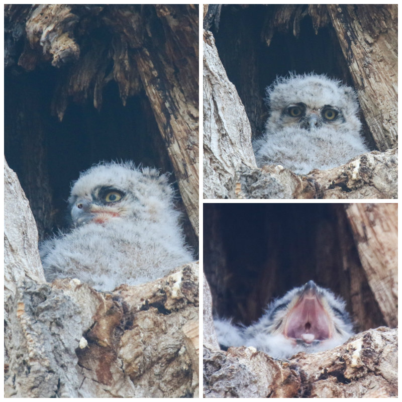 Owlet Collage May 11