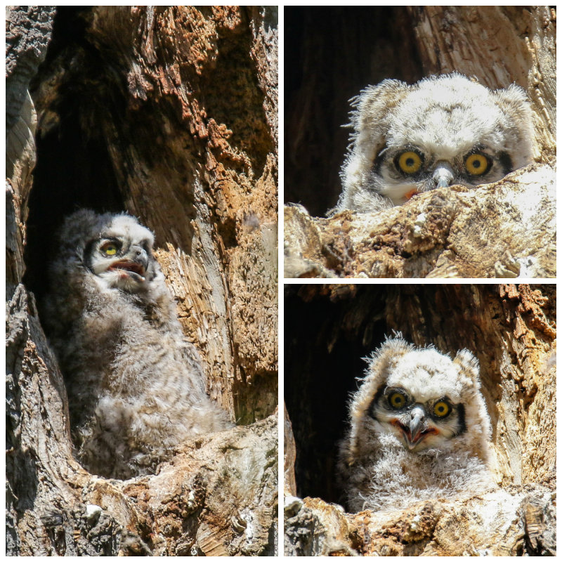 GHOW owlet collage May 19