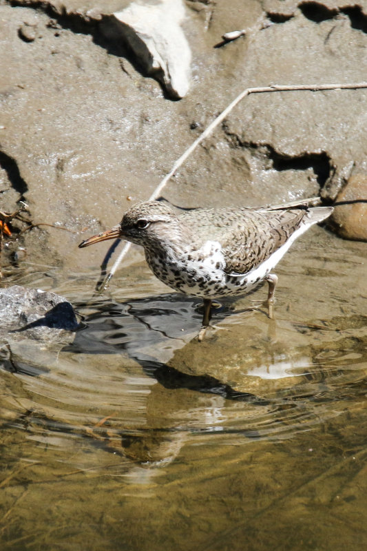 Spotted Sandpiper DC.jpg