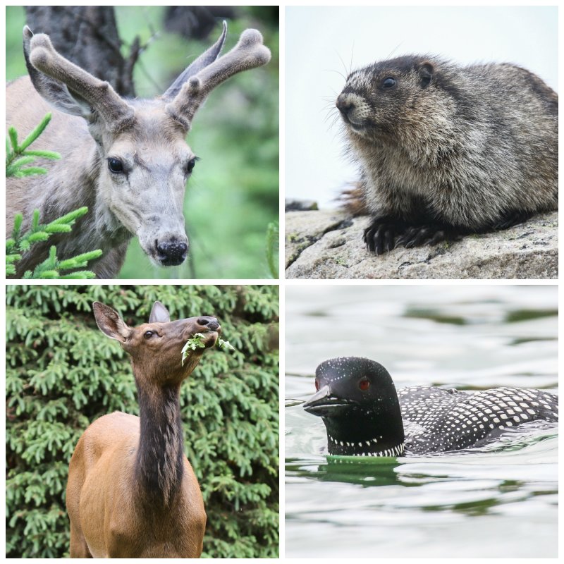 Jasper wildlife Collage.jpg