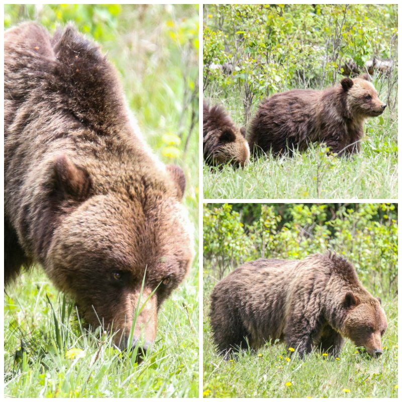 2019 Jasper Alberta