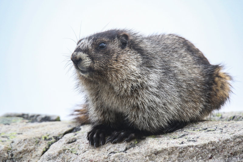 Marmot Whistlers Mt