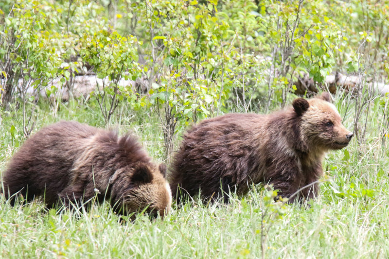Grizzly cubs Jasper