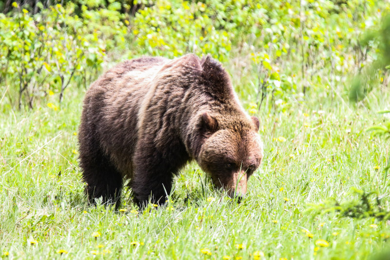 Grizzly mamma Jasper