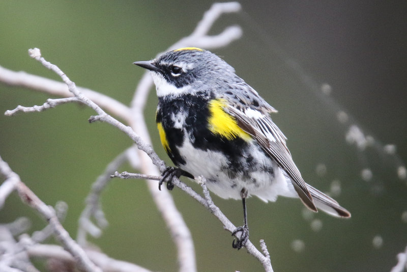 Yellow-rumped Warbler (aka butter butt), Jasper