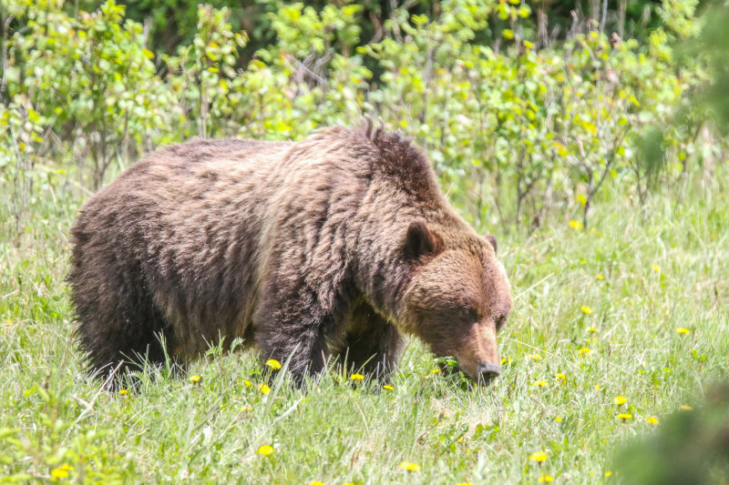 Grizzly, Jasper