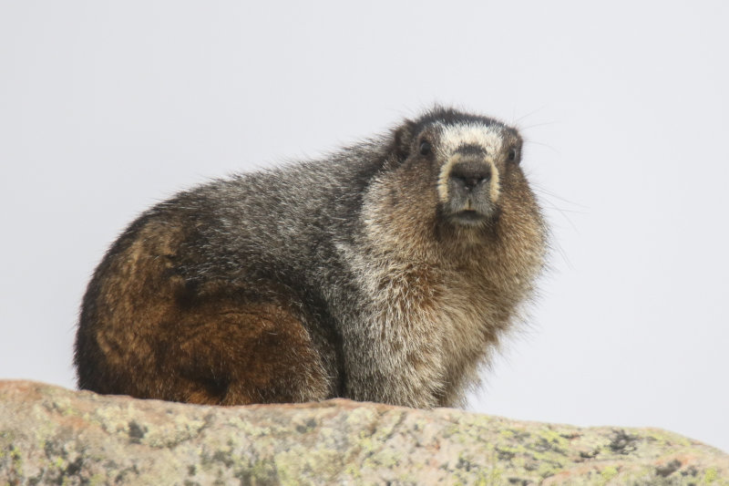 Marmot, Whistlers Mt