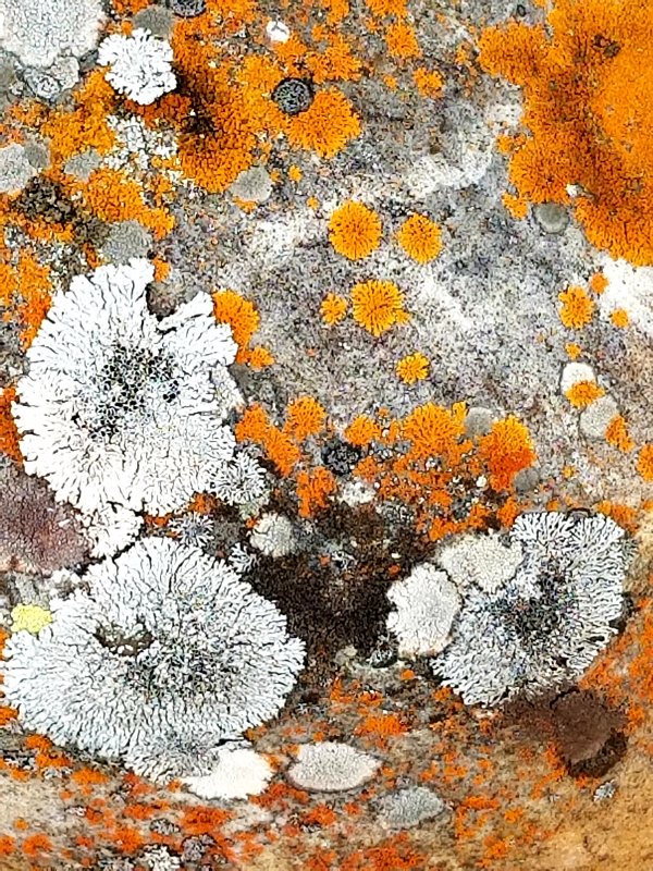 Lichen.jpg