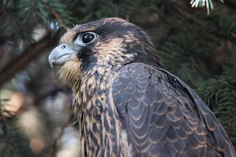 Peregrine Falcon watch_-2.jpg