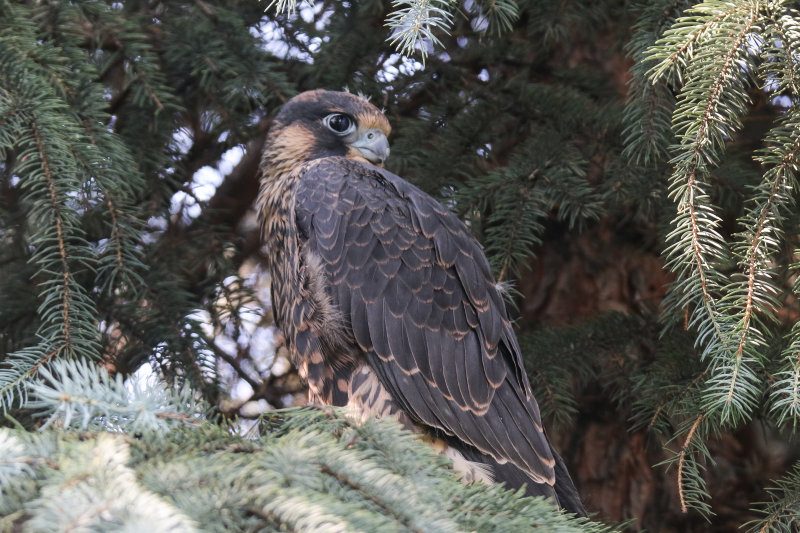 FOLDER 2019 Peregrine Falcons UofA