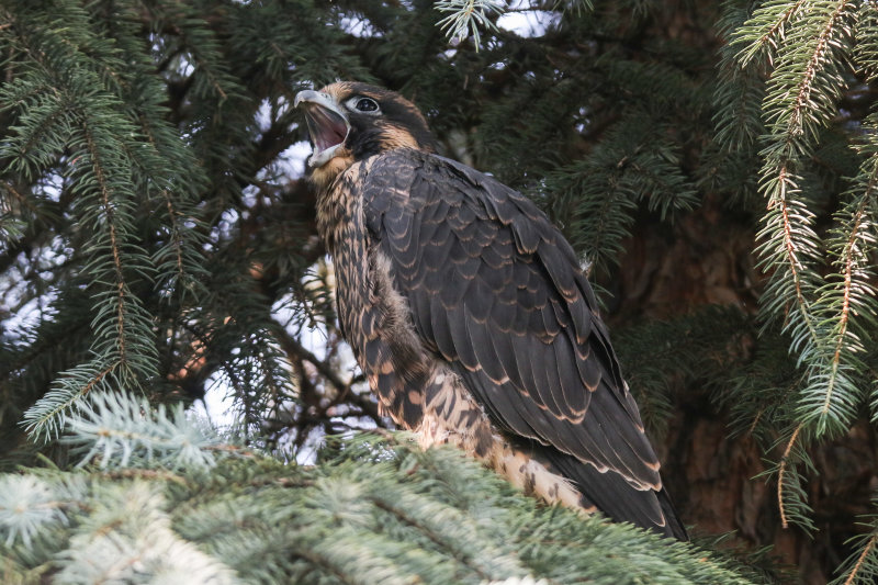 Peregrine Falcon watch_-6.jpg
