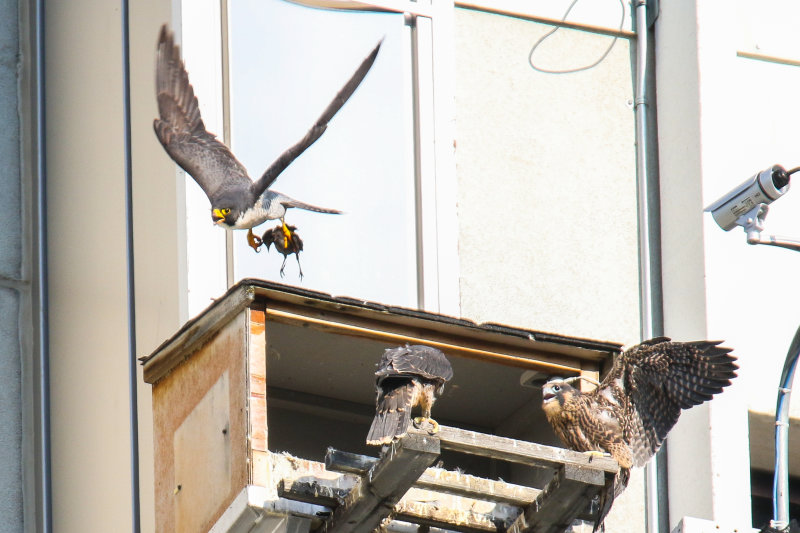 Peregrine Falcon watch 2.jpg