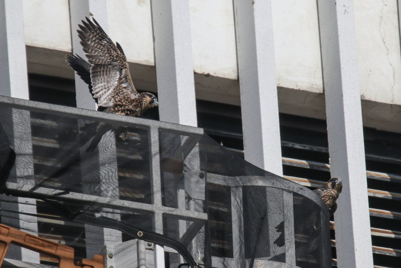 Peregrine Falcon watch_.jpg