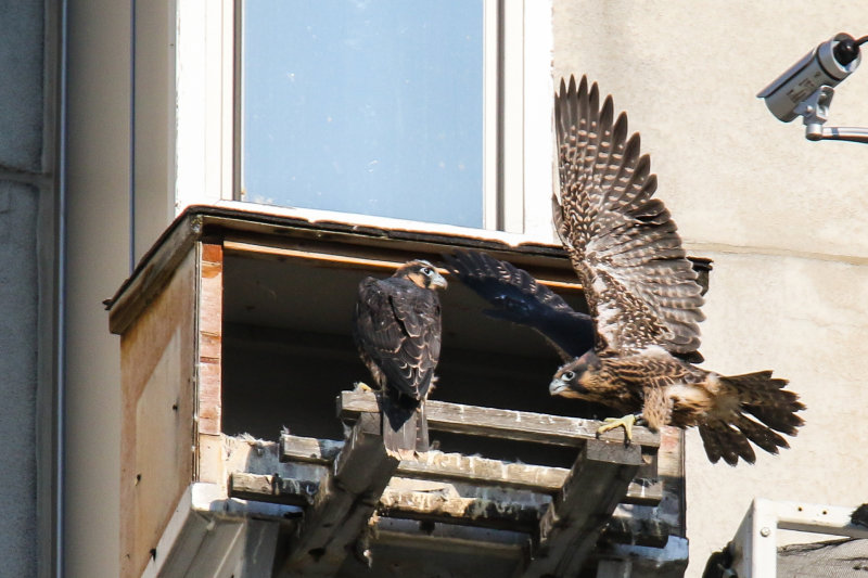Peregrine Falcon watch-3.jpg