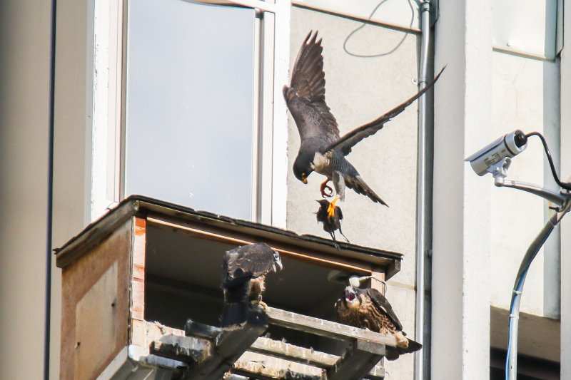 Peregrine Falcon watch-5.jpg