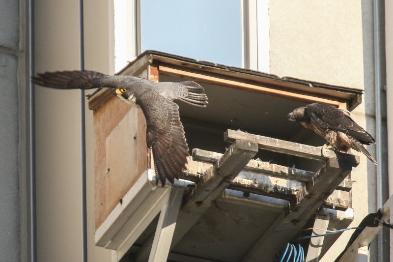 Peregrine Falcon watch.jpg