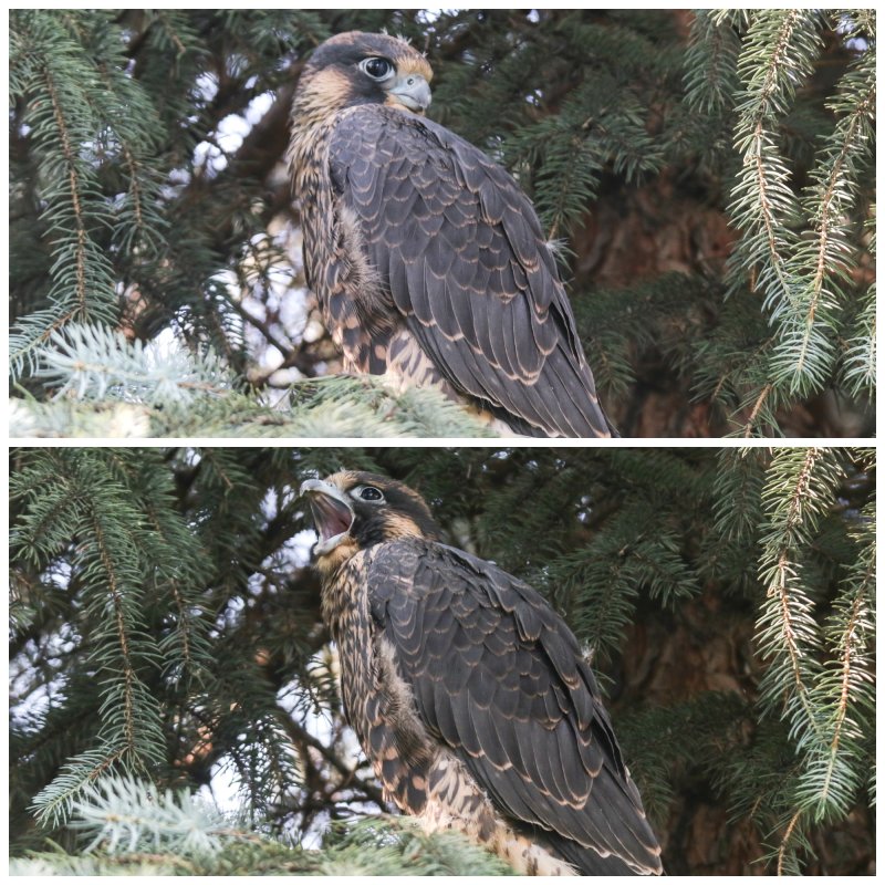 Peregrine Falcon K16 Collage.jpg