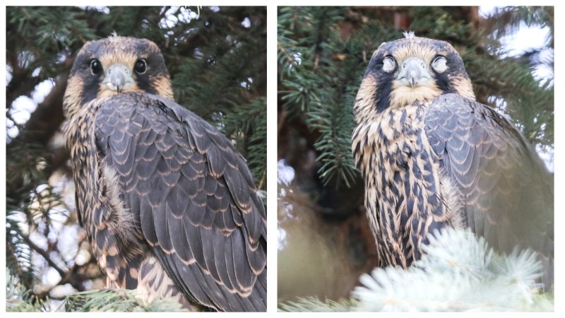Peregrine fledgling eyes  Collage.jpg