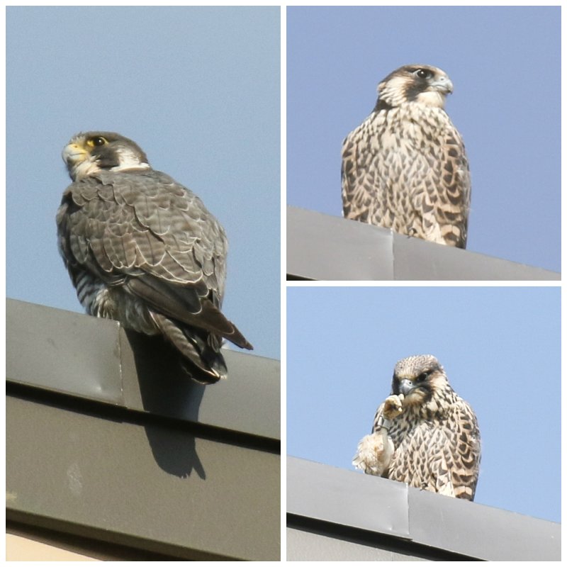 Peregrine mamma and fledgling from Misericordia nesting box