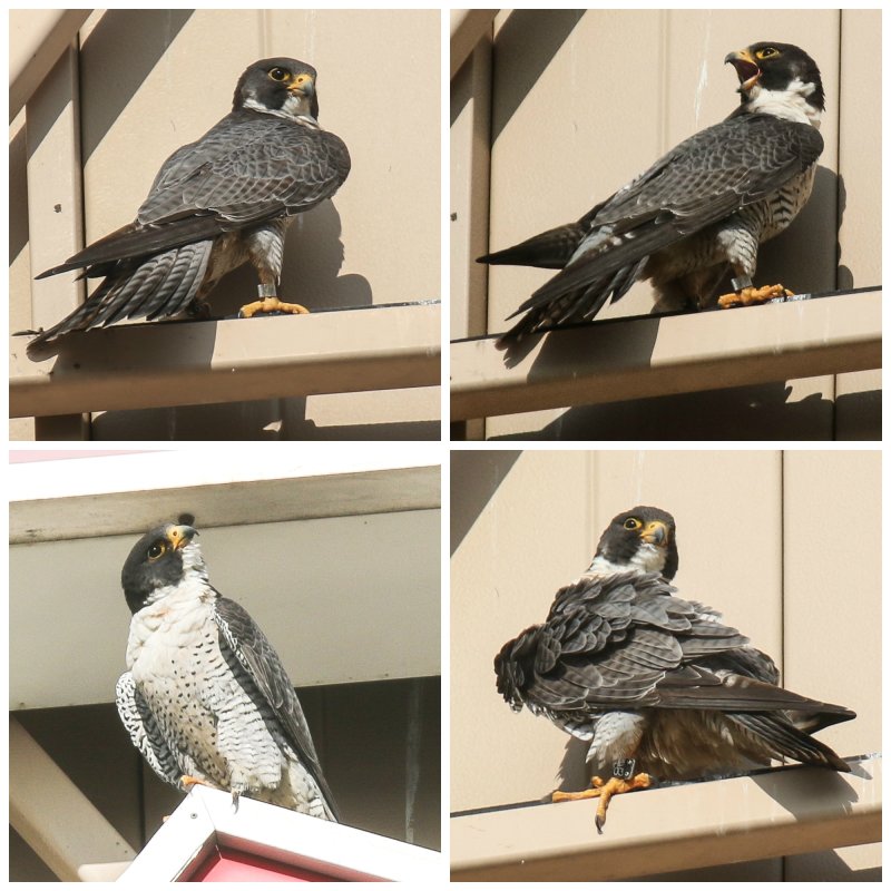 Peregrine WEM 3  Collage.jpg