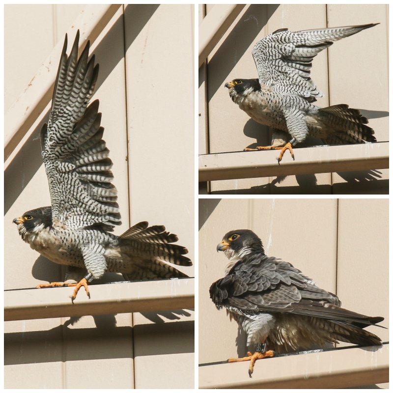 Peregrine WEM Collage.jpg