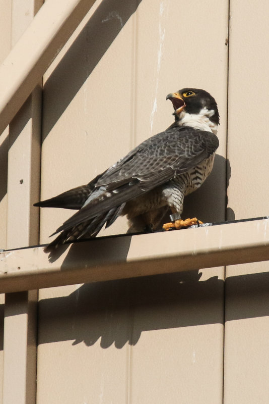 Peregrine dad from Misericordia nesting box