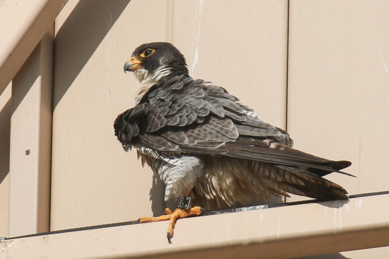 Peregrine dad from Misericordia nesting box.jpg