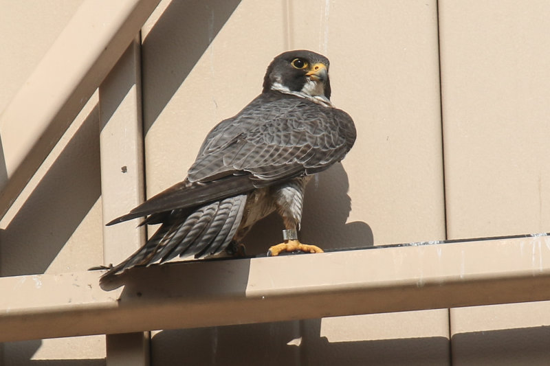 Peregrine dad from Misericordia nesting box.jpg