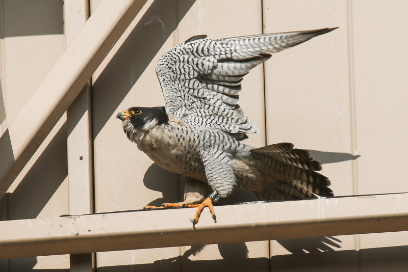 Peregrine dad from Misericordia nesting box.jpg