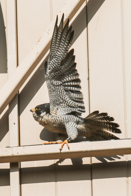 Peregrine WEM-7.Peregrine dad from Misericordia nesting box