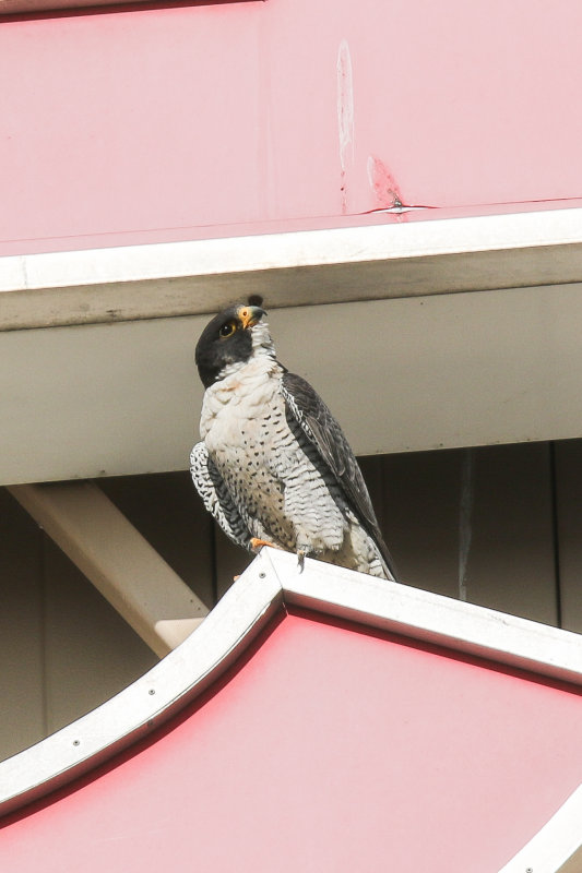 Peregrine dad from Misericordia nesting box.jpg