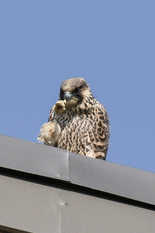 Peregrine fledgling from Misericordia nesting box.jpg