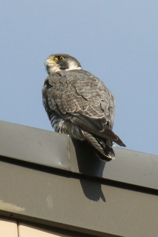 FOLDER 2019 Miz Peregrine family
