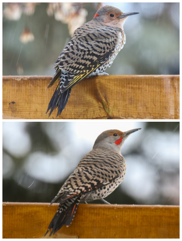 Flicker Yellow- and Red-shafted Collage