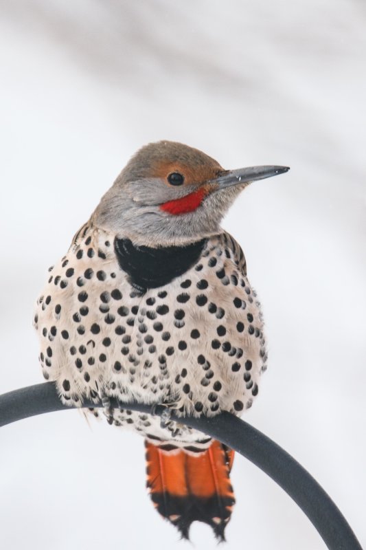 Northern Flicker (red-shafted) Rio Terrace backyard